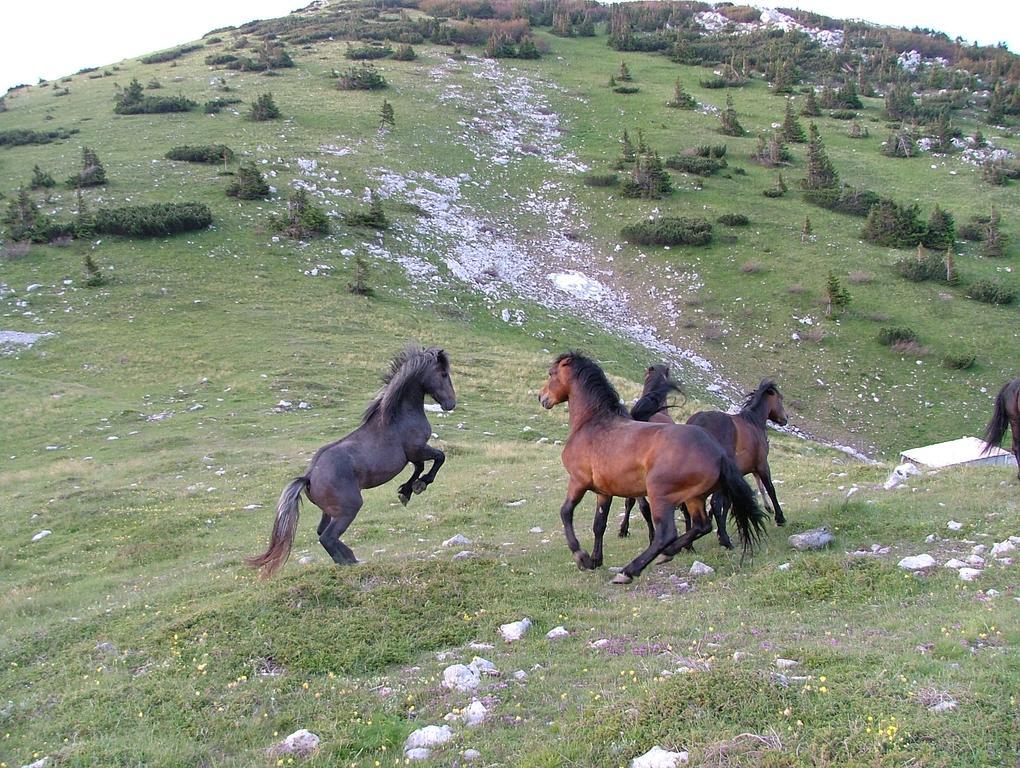 Vacation Home Kuca Za Odmor Krasno Polje Zewnętrze zdjęcie